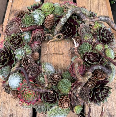 Husløgkrans - mellem