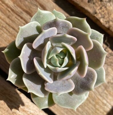 Echeveria Lola