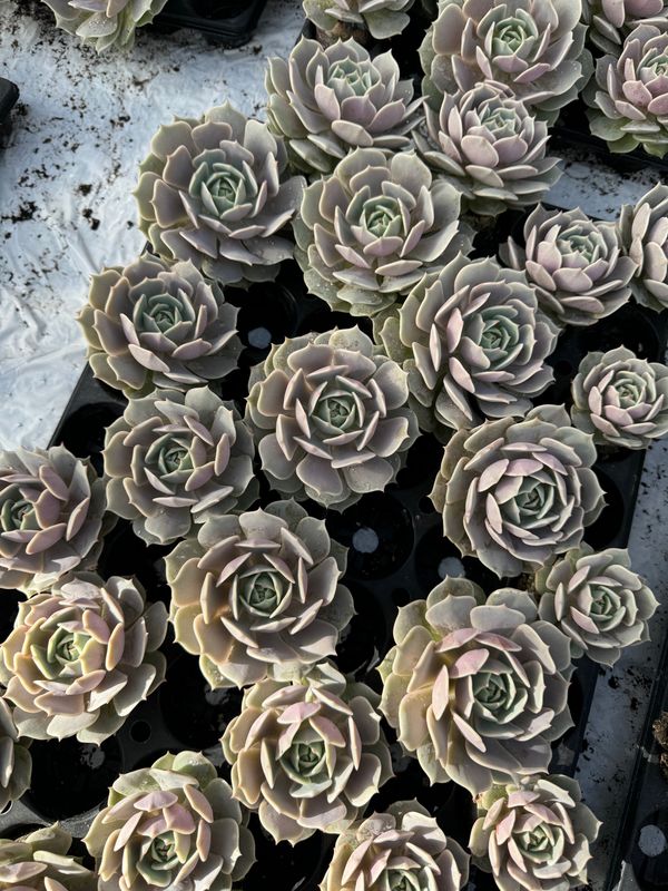 Echeveria Lola