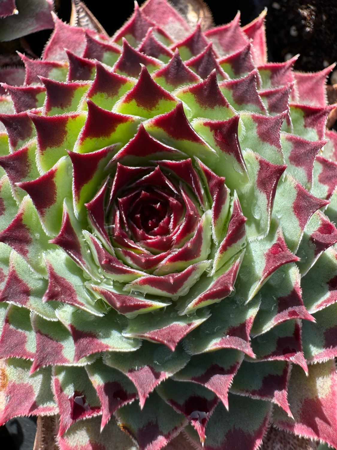 Husløg - Calcareum Husløg - Calcareum