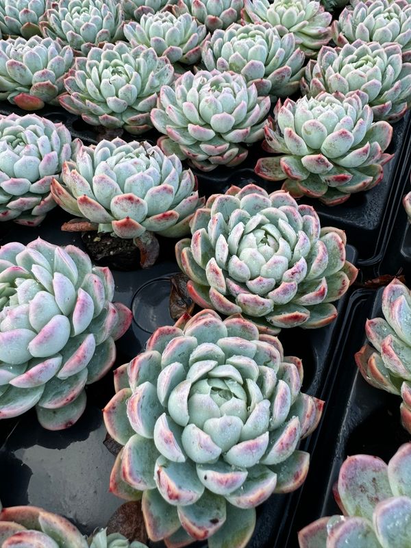 Echeveria Elegans L