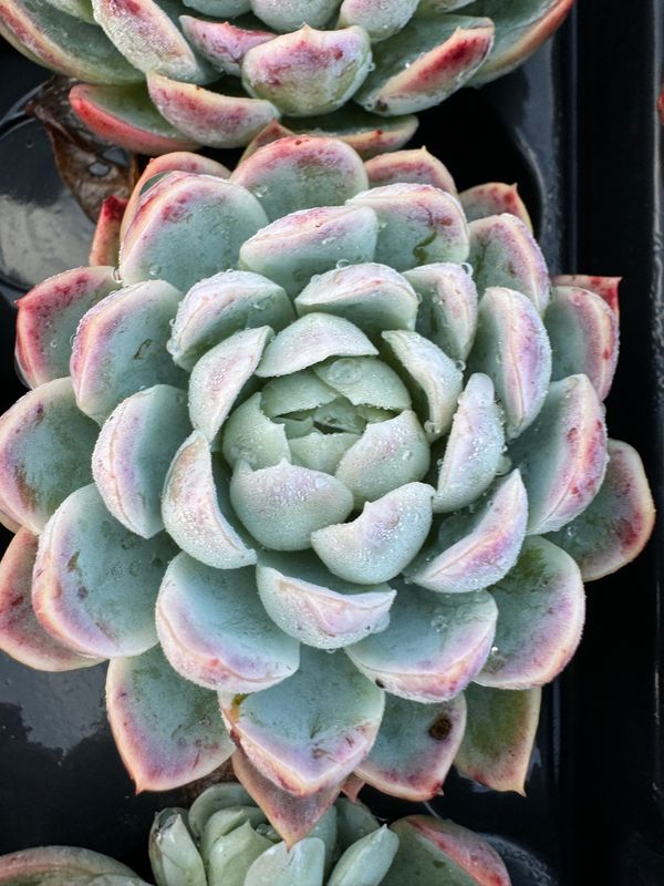 Echeveria Elegans L