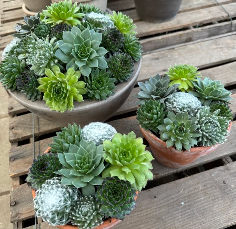 Værksted - Vi planter husløgmosaik. 3 maj kl. 10.00