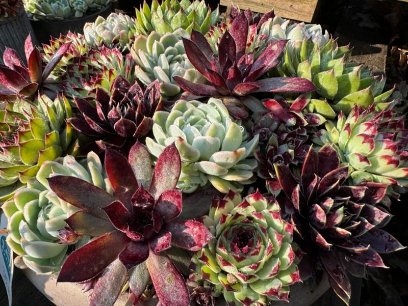 Værksted - Vi planter husløgmosaik. 3 maj kl. 10.00 Værksted - Vi planter husløgmosaik. 3 maj kl. 10.00