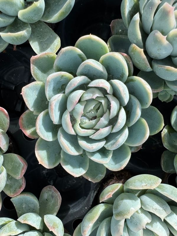 Echeveria Elegans S Echeveria Elegans S