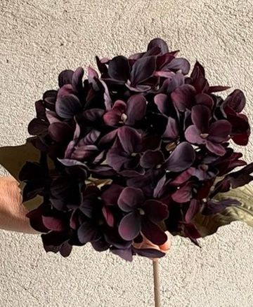 Hortensia - Antik