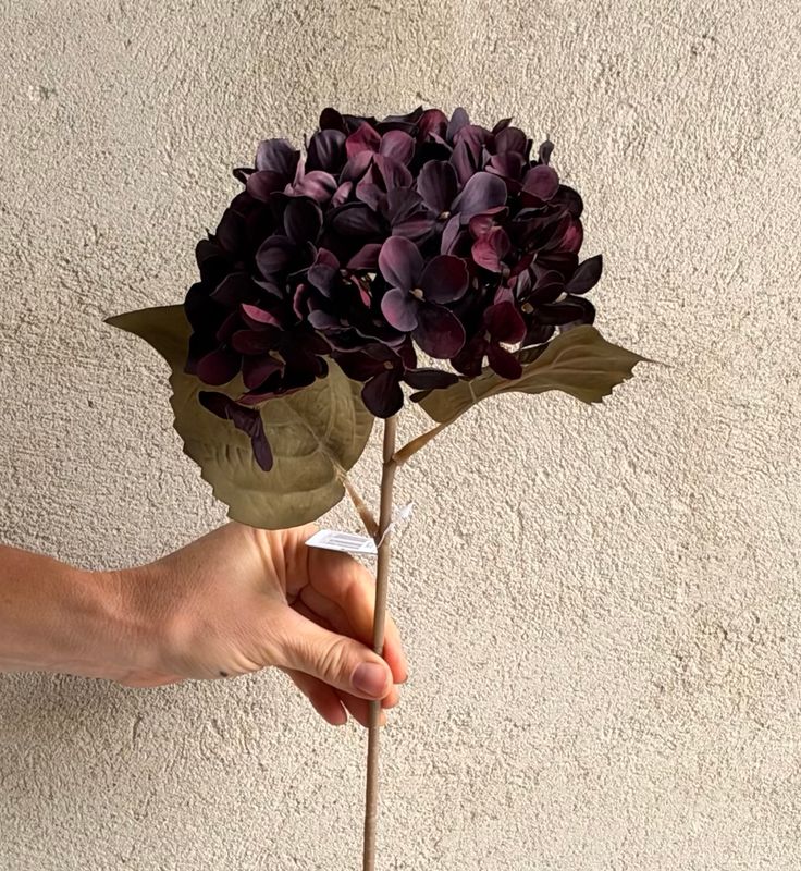 Hortensia - Antik