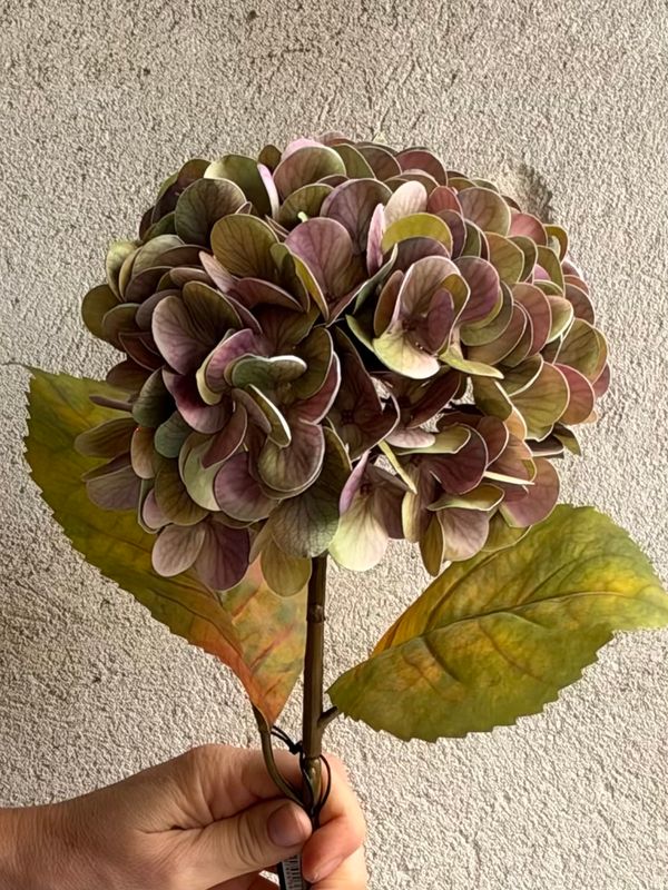 Hortensia rosa grøn