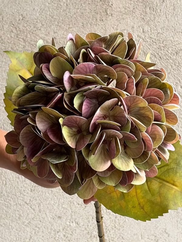 Hortensia rosa grøn