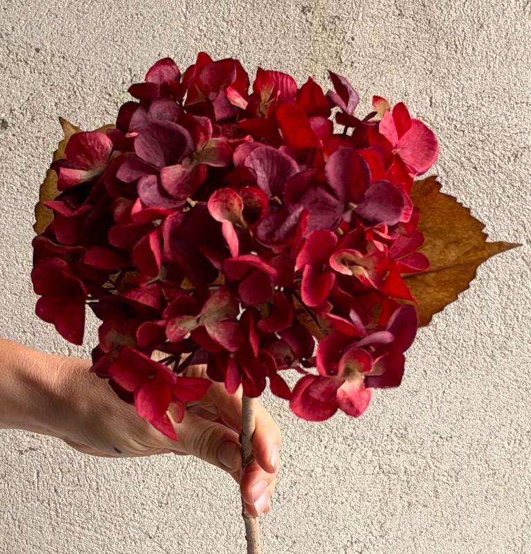 Hortensia bordeaux rød