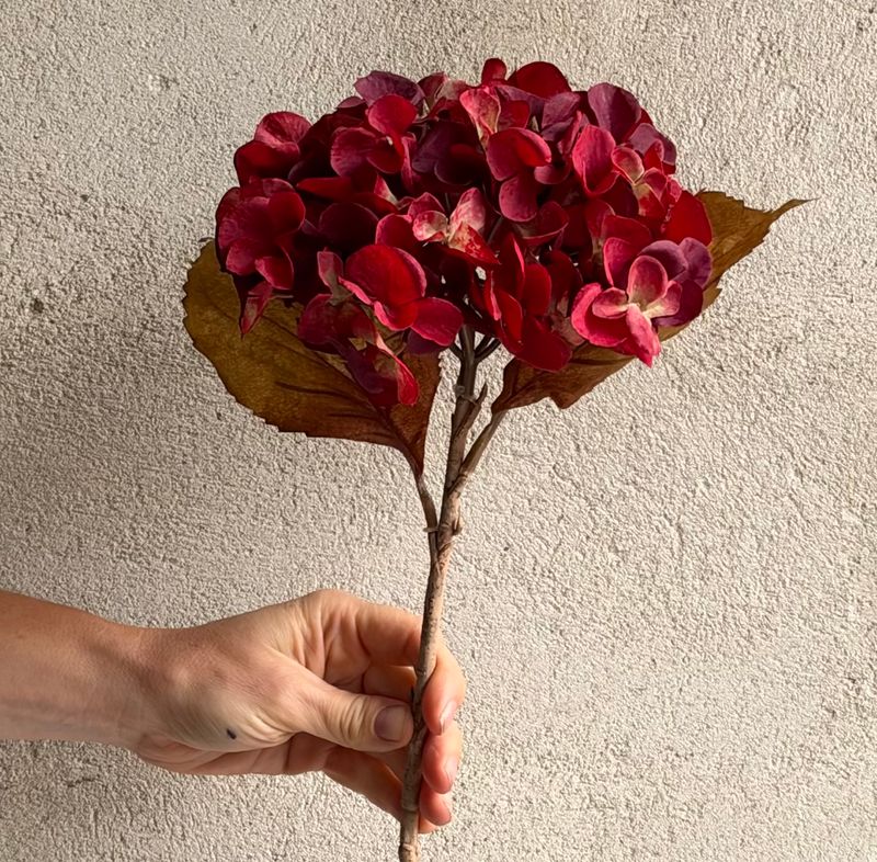 Hortensia bordeaux rød