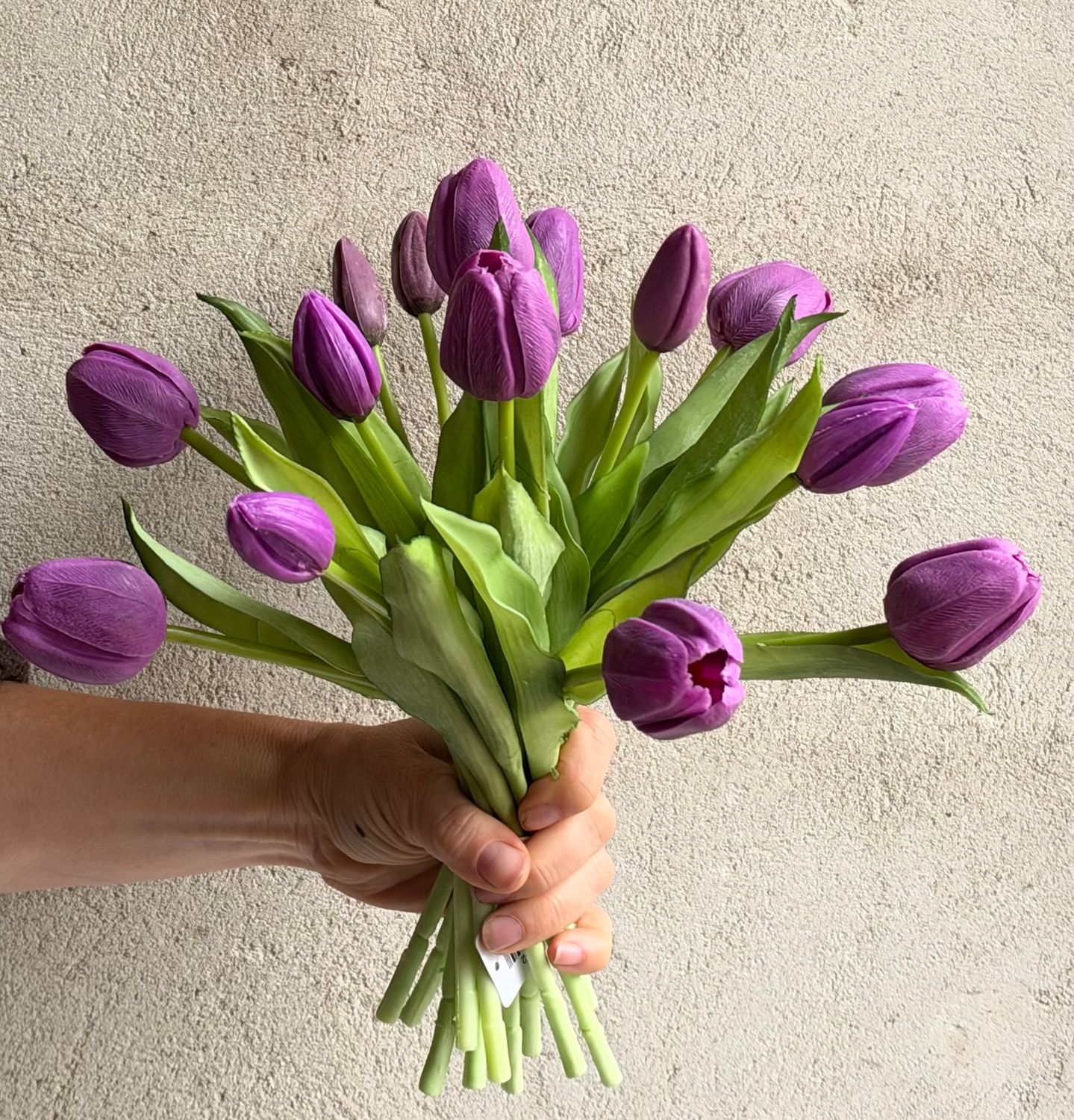 Tulipaner - lilla