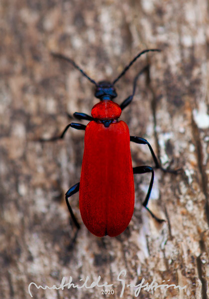 Digital Art, Macro (for download, choose your own macro from the website)