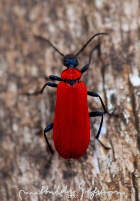 Digital Art, Macro (for download, choose your own macro from the website)