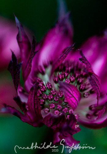 Art Print, Macro 20 x 30 (choose your own macro from the website)