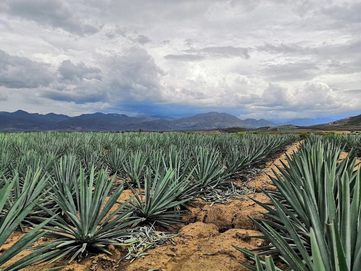 MEZCAL