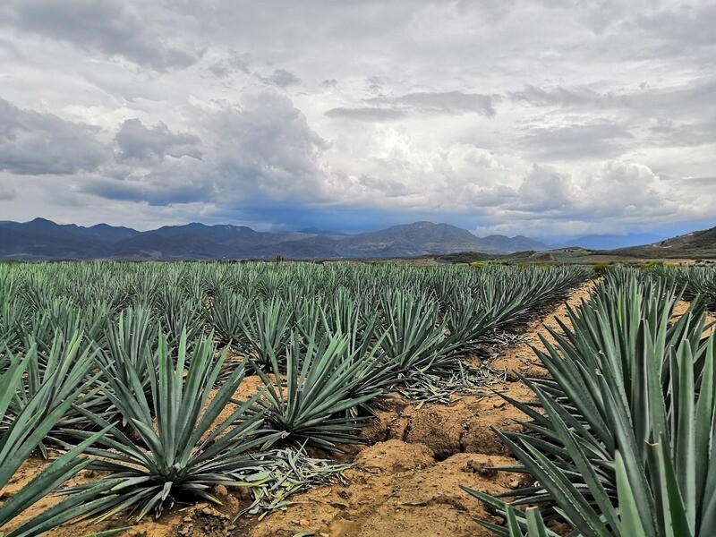 MEZCAL