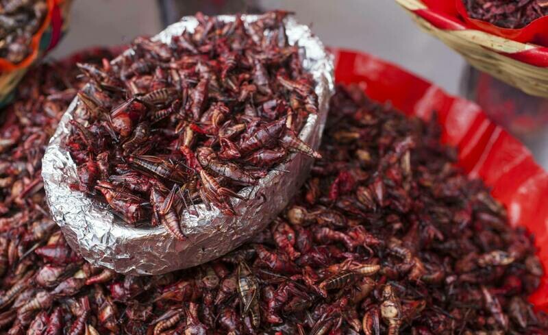 CHAPULINES