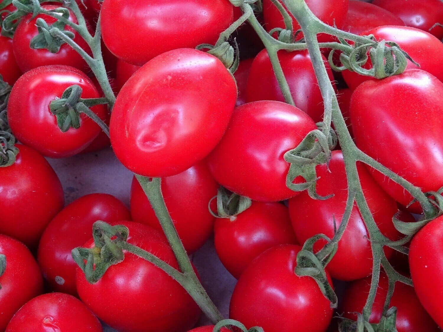Tomato - San Marzano Plum Tomato (per lb)