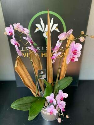 ORQUÍDEAS