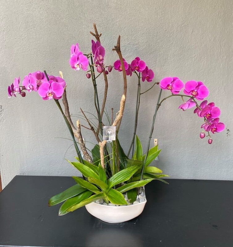 ORQUÍDEA PHALAENOPSIS FIUSHA