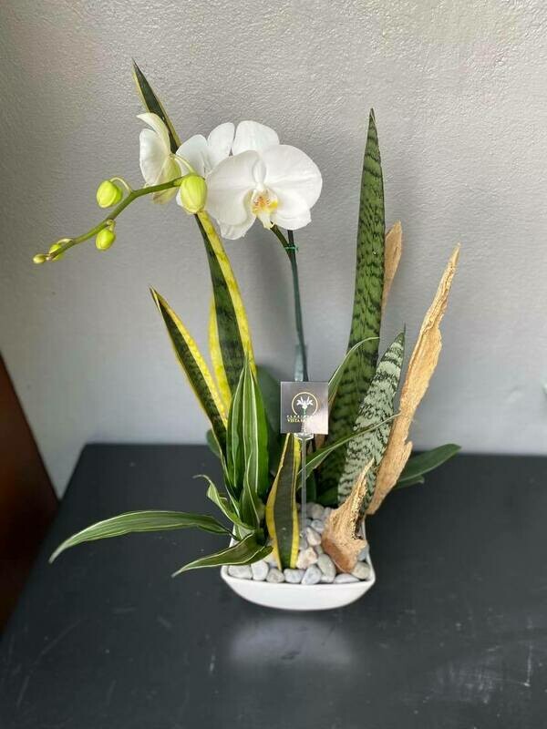 ORQUÍDEA PHALAENOPSIS BLANCA