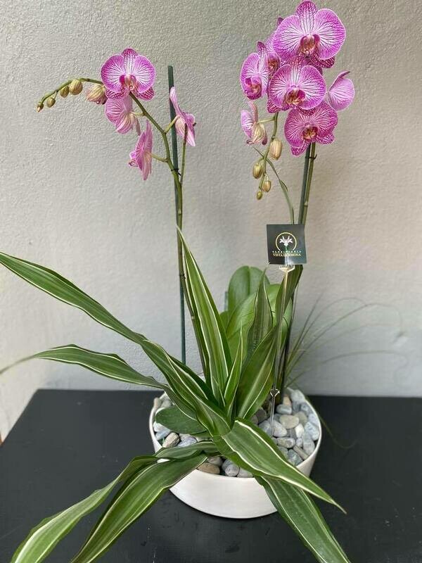 ORQUÍDEA PHALAENOPSIS LILA RAYADA