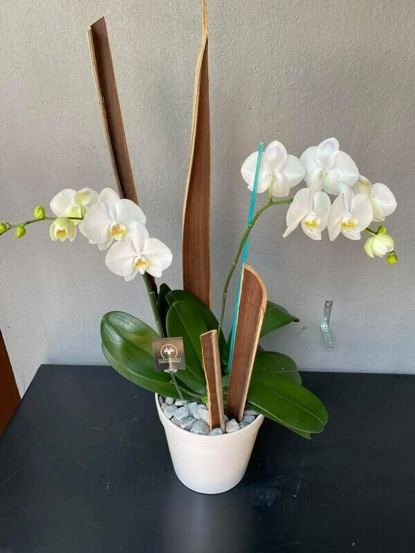 ORQUÍDEA PHALAENOPSIS BLANCA EN MACETA