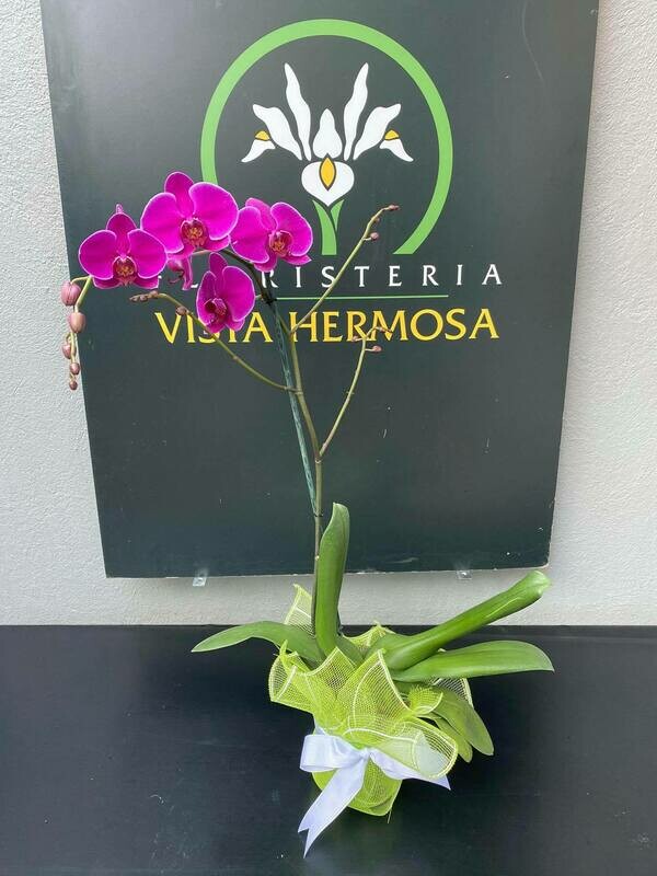 ORQUÍDEA FIUSHA SENCILLA