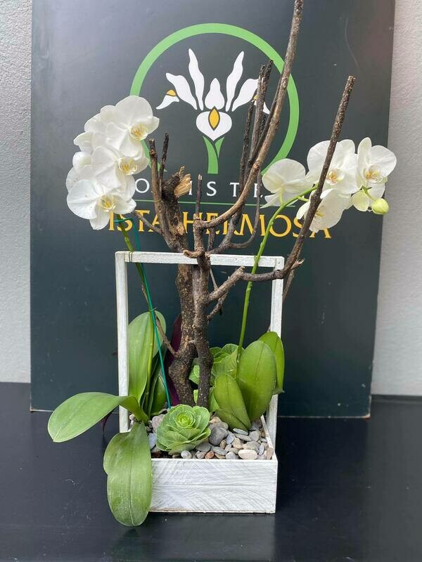 ORQUÍDEA EN CANASTA CON COL