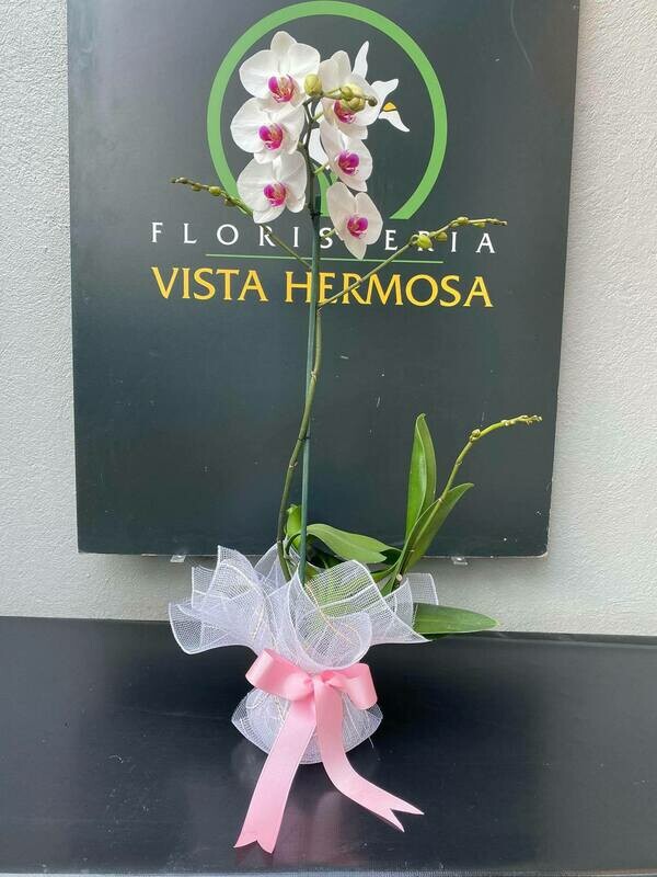 ORQUÍDEA BLANCA SENCILLA