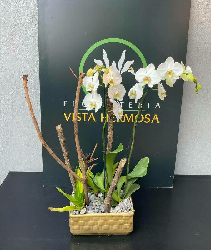 ORQUÍDEA BLANCA CON BASE DORADA