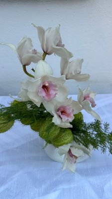 Orquídeas