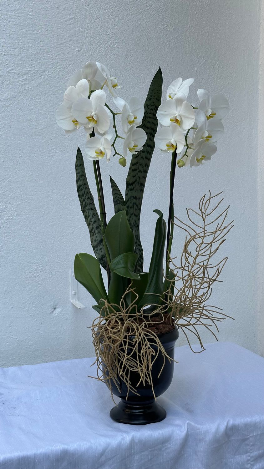 Orquídea blanca