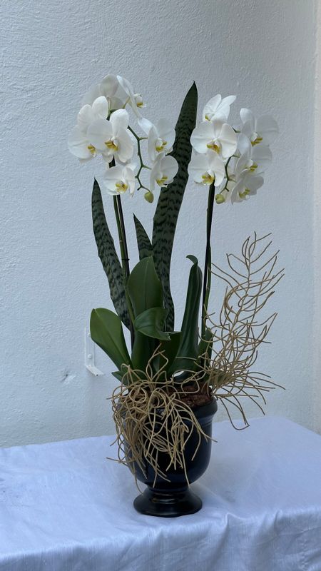 Orquídea blanca