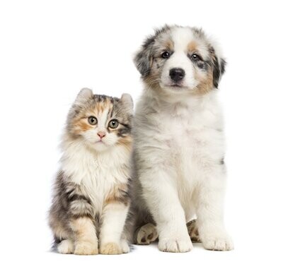 Paws