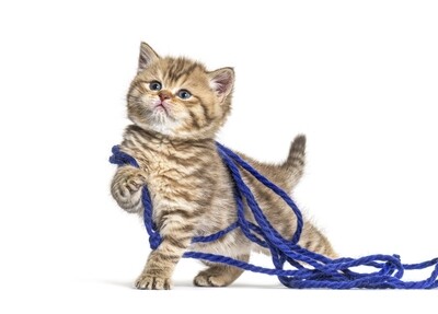 Cats