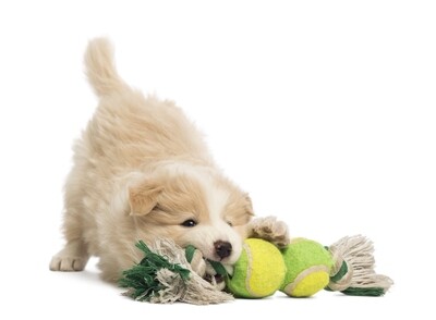 Dogs