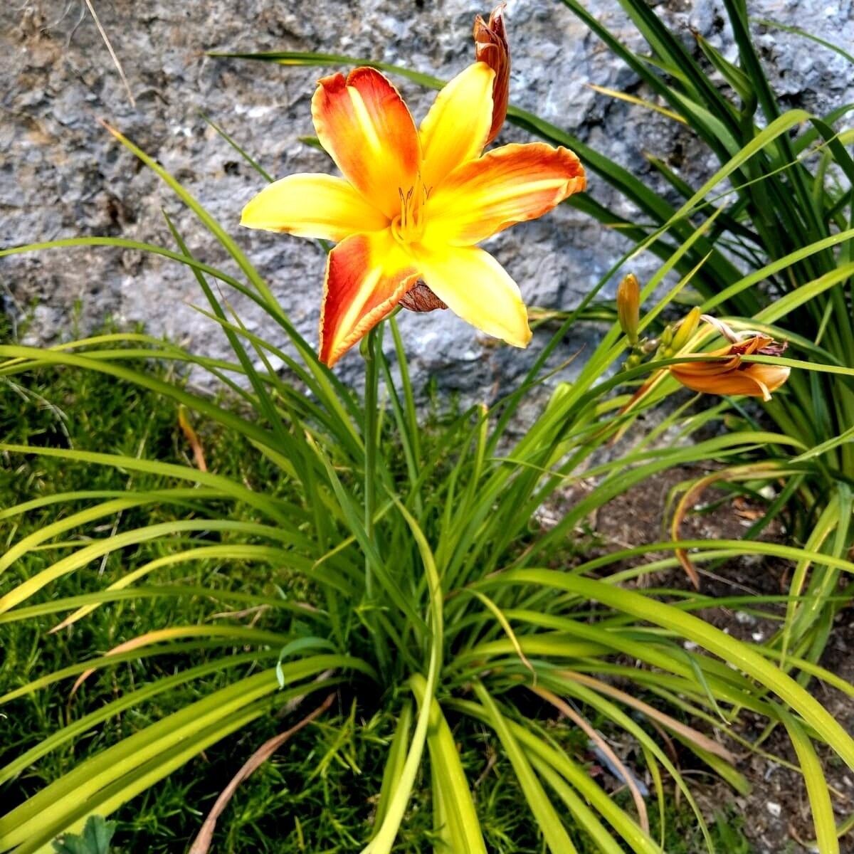 Chakra-Ausgleich mit Reiki