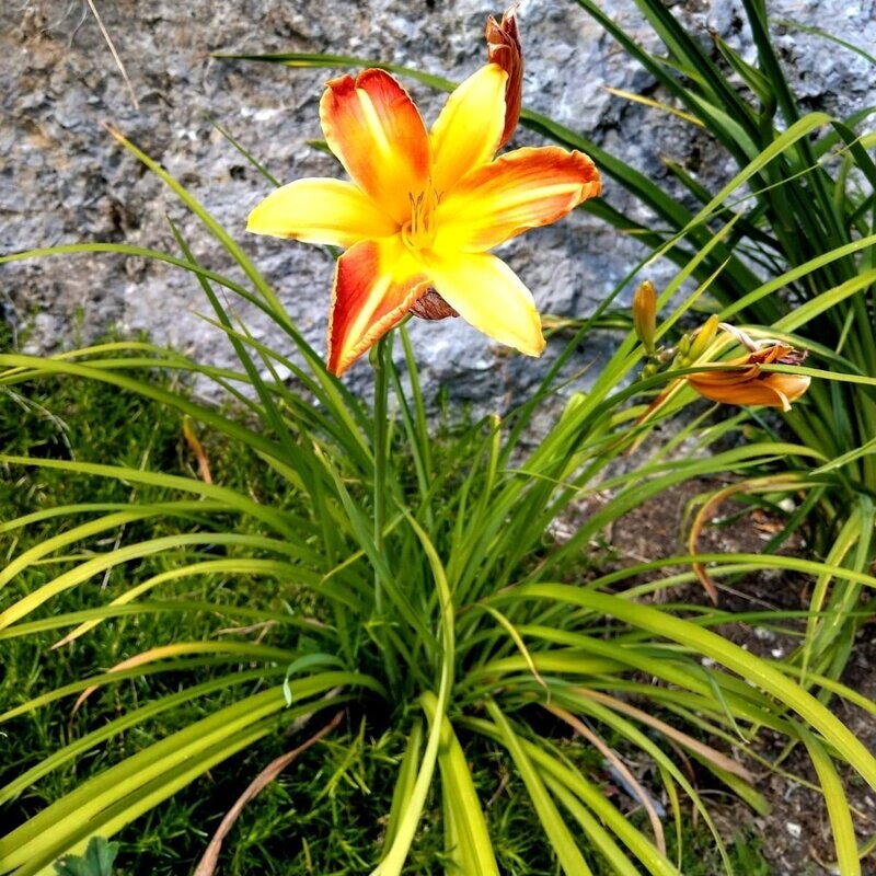 Chakra-Ausgleich mit Reiki
