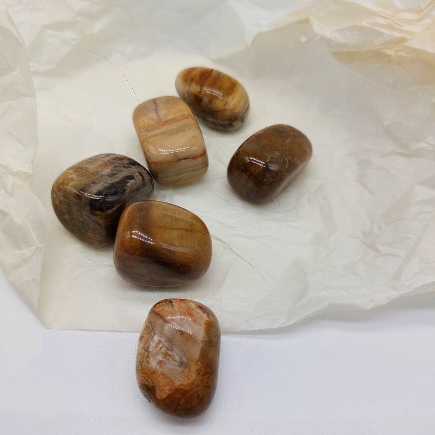 Versteinertes Holz