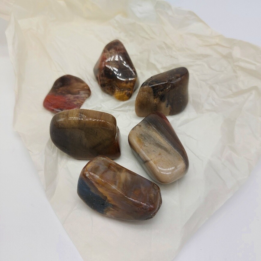 Versteinertes Holz