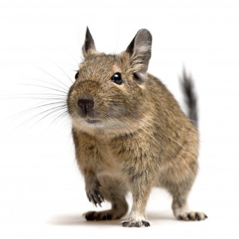 Degus