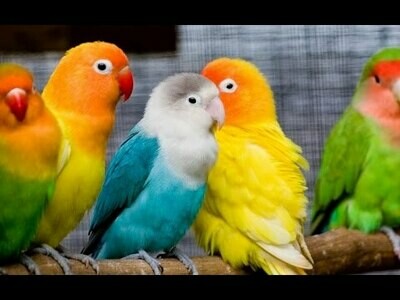 Birds