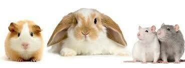 Small Pet