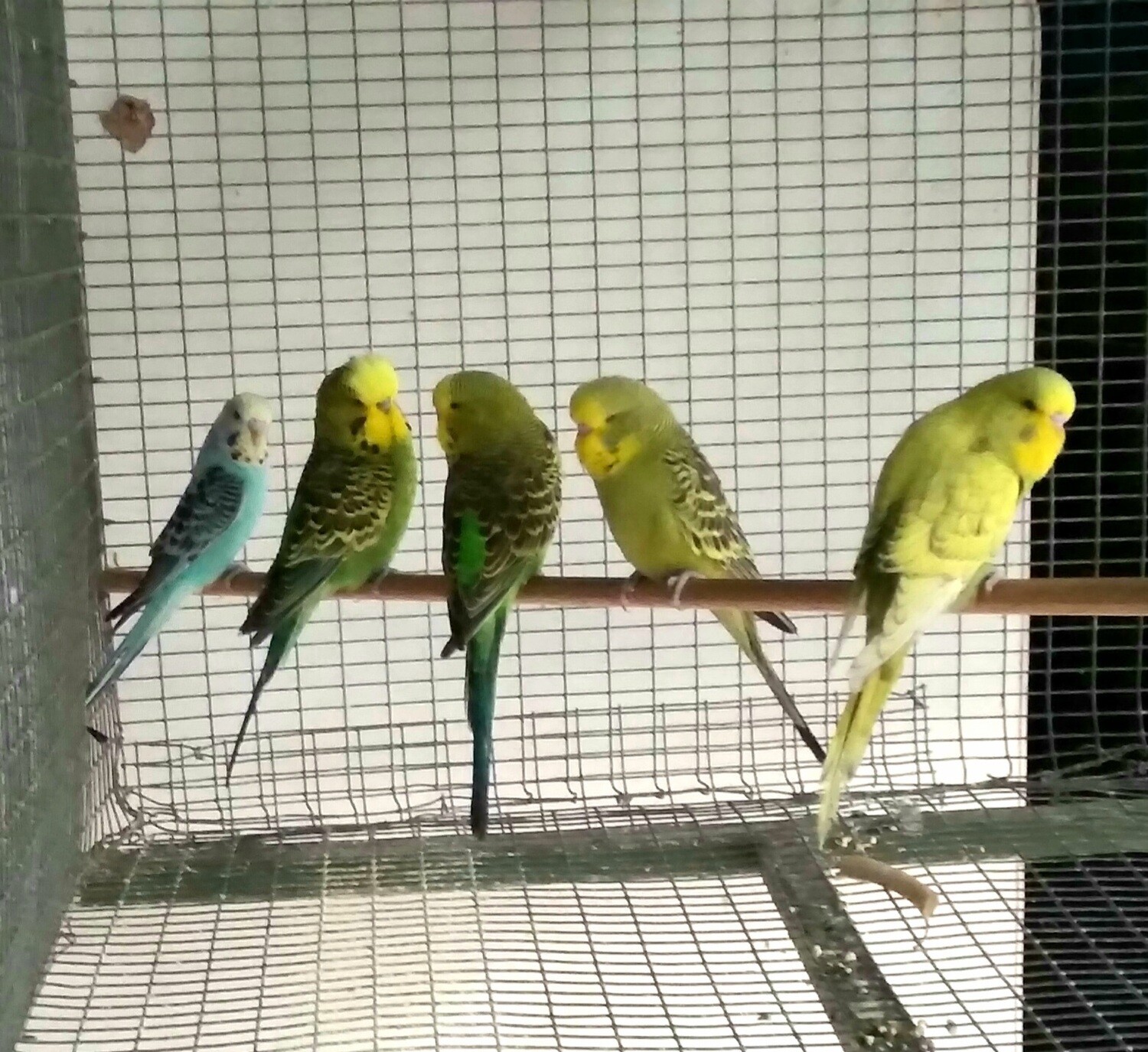 Budgie Show