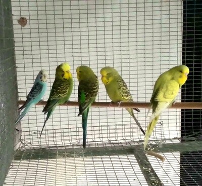 Budgie Show