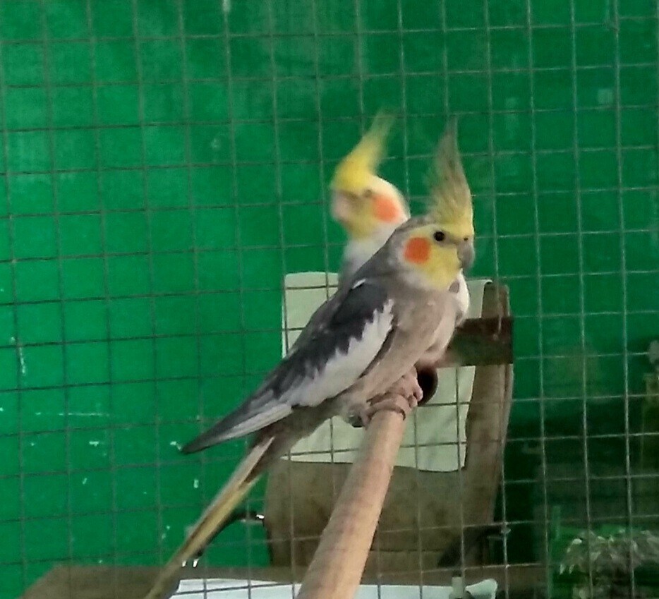 Cockatiels