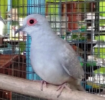 Doves Diamond
