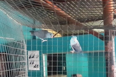 Celestial Parrotlet